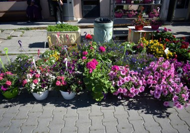 Изложение „Цветна пролет“ отново в Асеновград