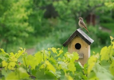 Работилничка „Къщички за птици и хранилки“ ще има в Природонаучния музей