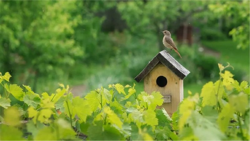 Работилничка „Къщички за птици и хранилки“ ще има в Природонаучния музей