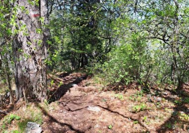 Граждани съобщиха за умиращи дървета в резерват в Асеновградско