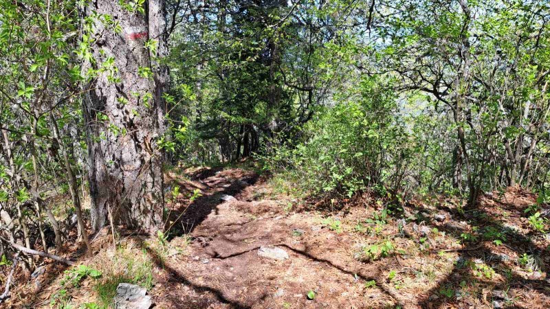 Граждани съобщиха за умиращи дървета в резерват в Асеновградско