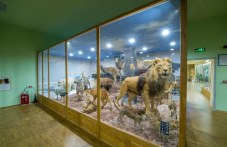 Нов тигър е сред атракциите на Природонаучния музей