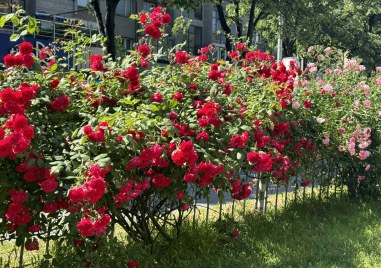 Хиляди рози и други цветя красят Пловдив