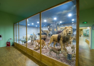 Нов тигър е сред атракциите на Природонаучния музей