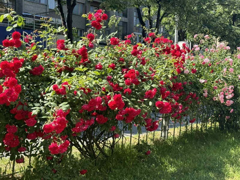 Хиляди рози и други цветя красят Пловдив