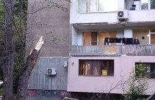 Дърво се счупи и стовари на метри от играещи деца в Пловдив, едно от тях пострада