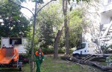 Премахнаха дърво, стоварило се до играещи деца в пловдивски парк