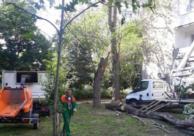 Премахнаха дърво, стоварило се до играещи деца в пловдивски парк