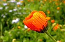 dazhd-i-temperaturi-3-33-gradusa-ni-391.jpg