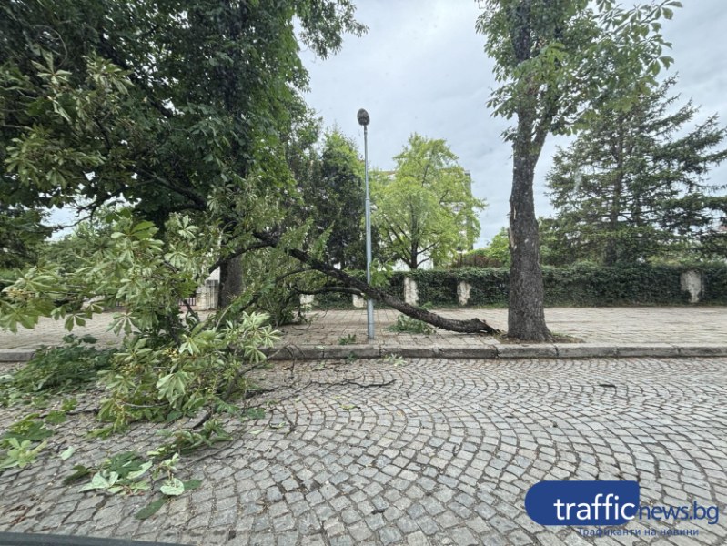 Огромен клон падна в близост до пешеходци и автомобили в Пловдив