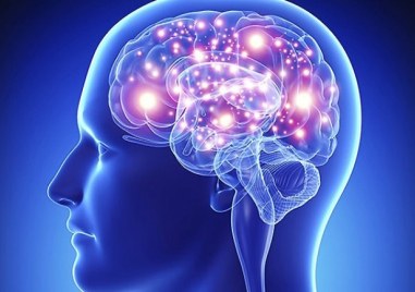Науката: Всеки нов спомен уврежда мозъчните клетки