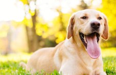 Учени: Кучетата умеят да преценяват хората