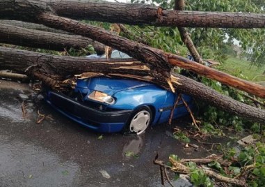50-годишен мъж оцеля по чудо, дърво се стовари върху колата му край Чешнегирово
