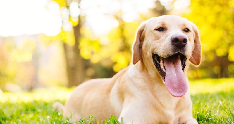 Учени: Кучетата умеят да преценяват хората