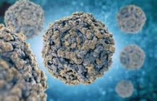 kakvi-sa-simptomite-parvovirus-i-kak-da-296.jpg