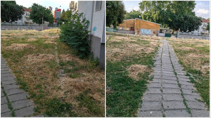 От седмици: Окосени треви гният и се разпръскват из тротоари и улици в Пловдив