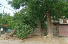 Голямо дърво се стовари върху жилищна сграда в Стамболийски