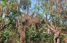 Санитарна сеч или съсипване на дървета от защитен вид в Първомайско?