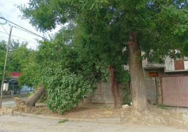 Голямо дърво се стовари върху жилищна сграда в Стамболийски