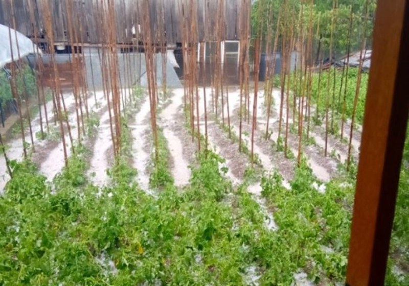 Градушка като орех унищожи посевите в родопското село