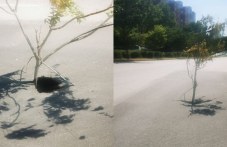 Дърво в дупка предупреждава шофьори в Пловдив
