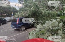 Дърво се стовари върху паркирали автомобили в центъра на Пловдив