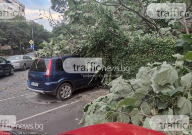 Дърво се стовари върху паркирали автомобили в центъра на Пловдив