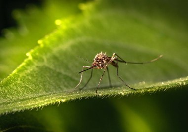Пръскат срещу комари в Съединение и селата