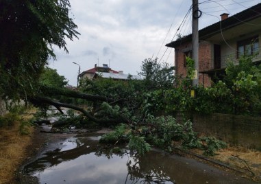 Дърво се откърши и падна на улица в Баня