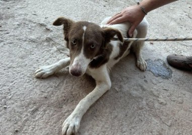 Пловдивчанка спаси бедстващо на строеж куче