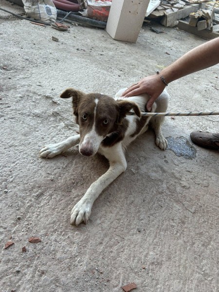 Пловдивчанка спаси бедстващо на строеж куче