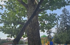 На метри от детска площадка: Клон едва не падна върху 7-месечно бебе в Панагюрище na-metri-detska-ploshtadka-klon-edva-ne-927-001.jpg