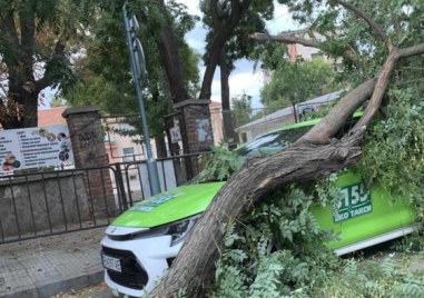 Огромен клон се стовари върху такси в центъра на Пловдив