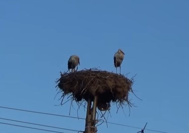 Есента дойде, а щъркели у нас не бързат да си ходят