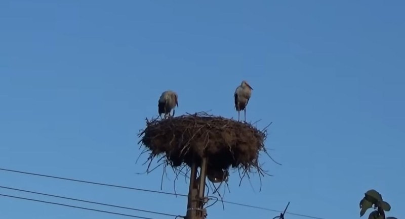 Есента дойде, а щъркели у нас не бързат да си ходят