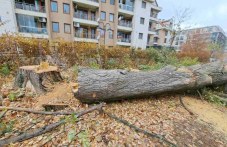 Пловдивчани скочиха срещу премахването на дърво, от район “Северен“ заявиха, че е по проект