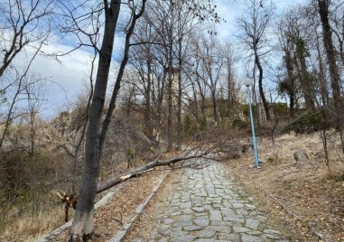 Силният вятър събори дърво на Сахат тепе