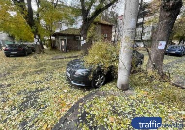 Втори клон пада от едно и също дърво в Кючука в рамките на 2 месеца