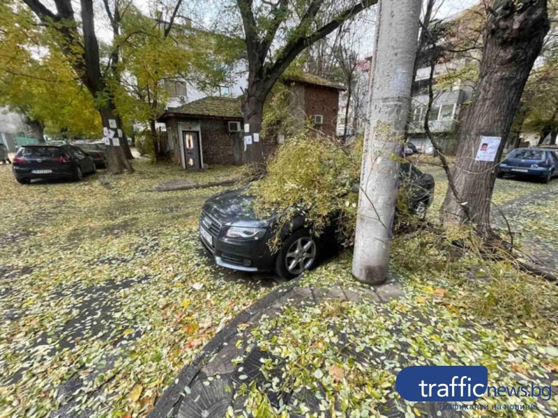 Втори клон пада от едно и също дърво в Кючука в рамките на 2 месеца