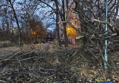 Огромно дърво се стовари на метри от парк в Смирненски, блокира вход към паркинг