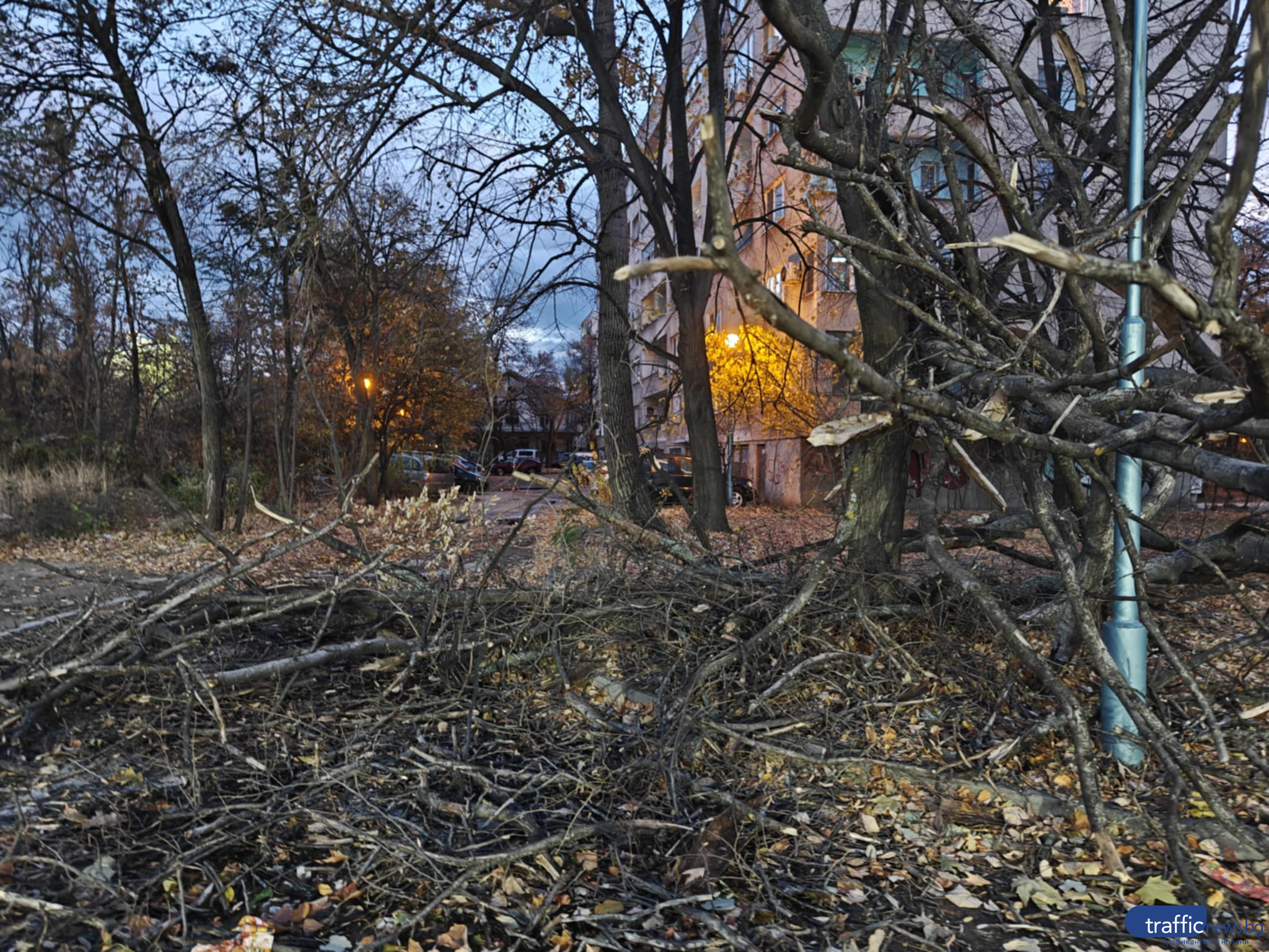 Огромно дърво се стовари на метри от парк в Смирненски, блокира вход към паркинг