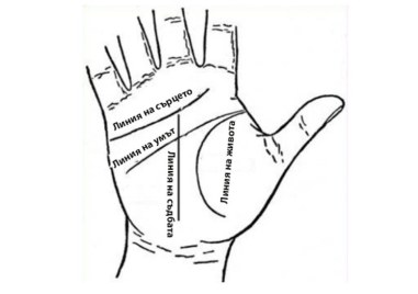 Основните линии на дланта и техните значения