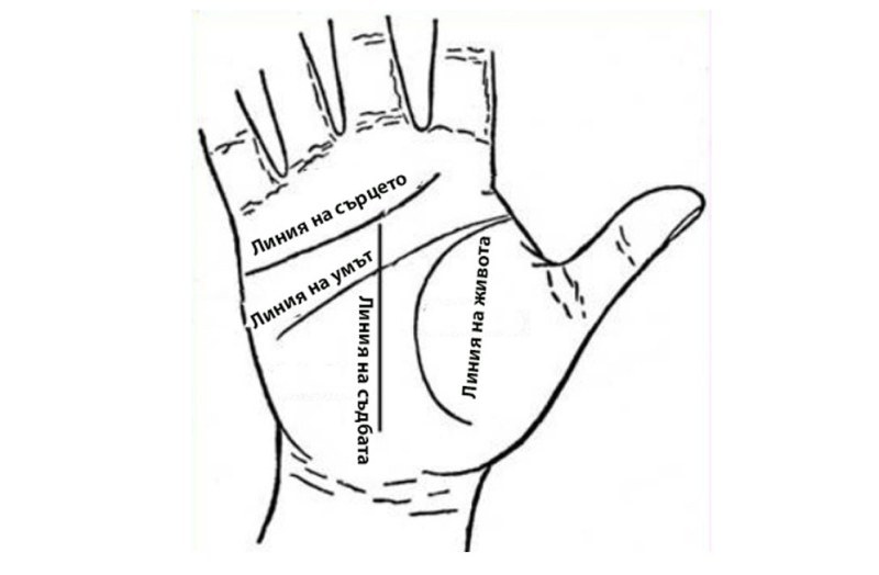 Основните линии на дланта и техните значения