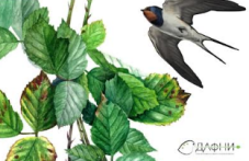 animalisti-floristi-i-nauchni-916.png
