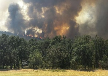 В битката с природата винаги губим! Над 36 000 дка гори изгоряха в пловдивско през 2024 г