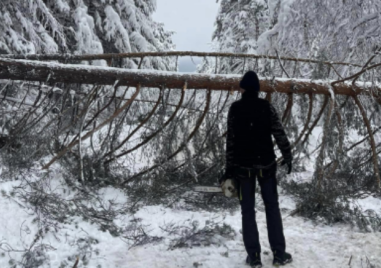 Дърво блокира път край хижа “Здравец“, добър и смел мъж се притече на помощ