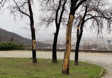 След скалите на Бунарджика  - Z-вандалите посегнаха и на дървета на хълма