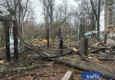 Огромни дървета се стовариха върху фитнес площадка в Лаута, кметът на район „Тракия“ отива на място