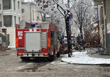 Дърво се стовари в центъра на Пловдив, пожарна е на място