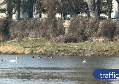 Лебеди плават под моста на Панаира, пловдивчани се спират да ги снимат